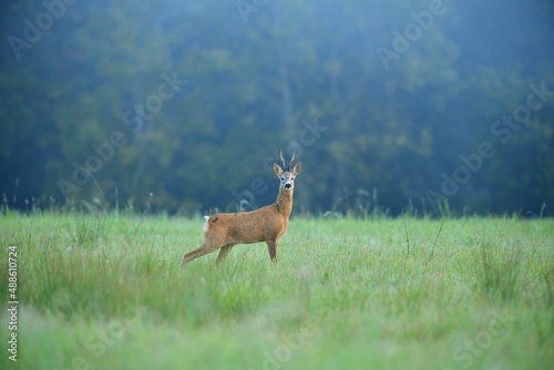 Herd of roe deer near the forest grazing the grass