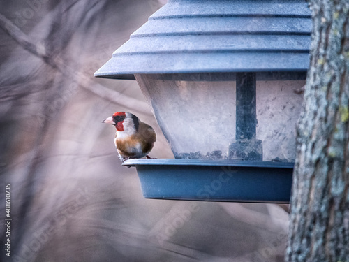 Fotografi goldfinch at a feeding station in winter