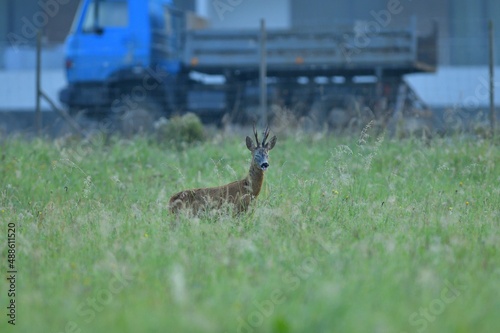 Roe deer stands in a meadow near a human settlement in the background with a construction truck