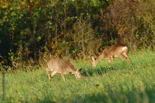 Herd of roe deer grazing on the green pasture