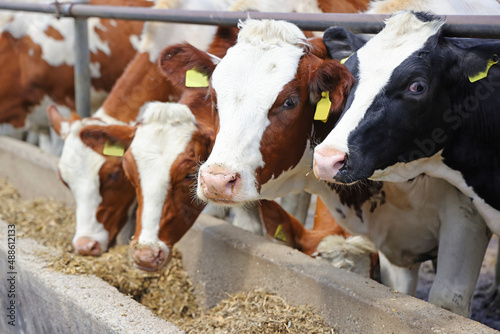 Foto Dairy farm, simmental cattle, feeding cows on farm