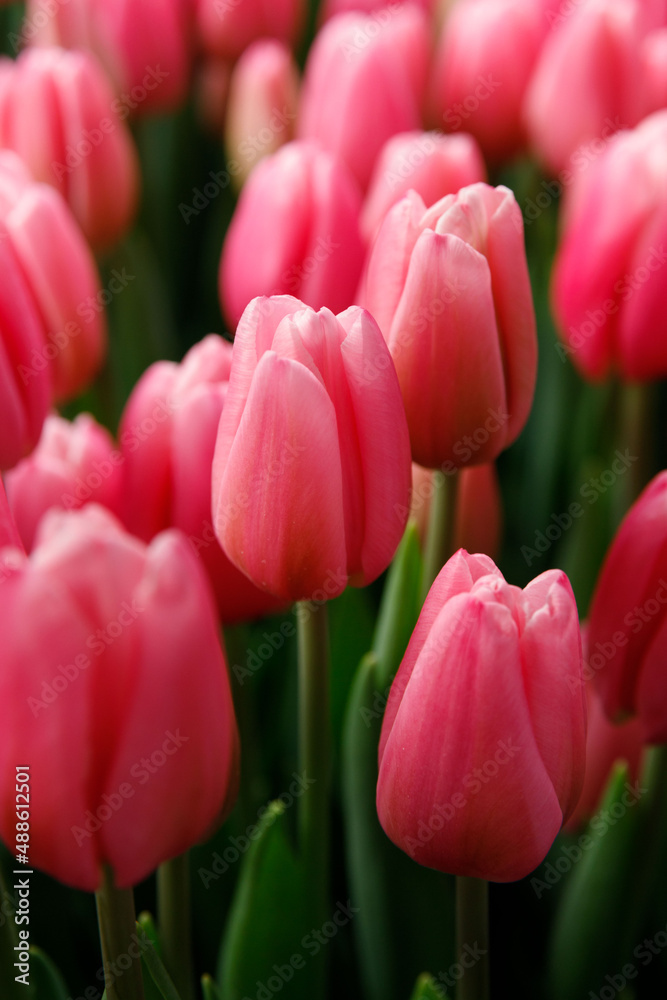 field of tulips field of tulips