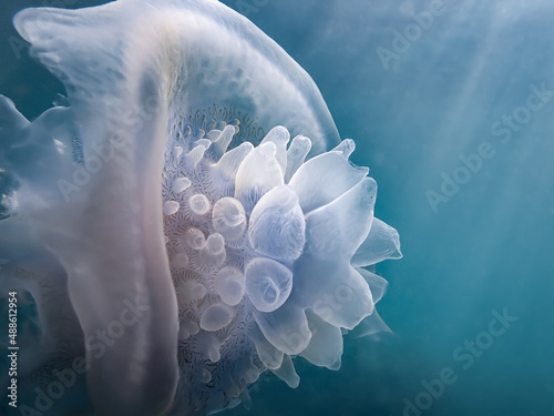 Fototapeta jellyfish in the blue water