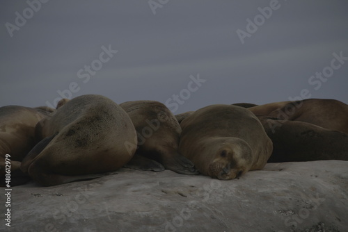 patagonia argentina lobos marinos