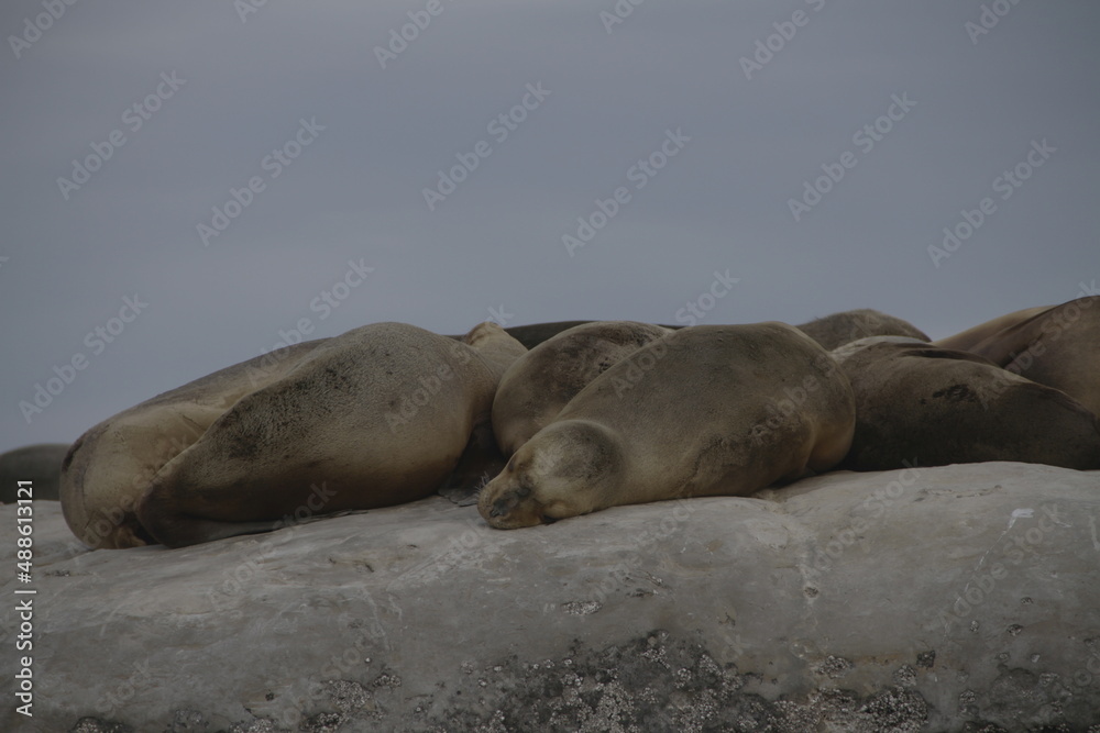 Fototapeta premium lobos marinos puerto piramides