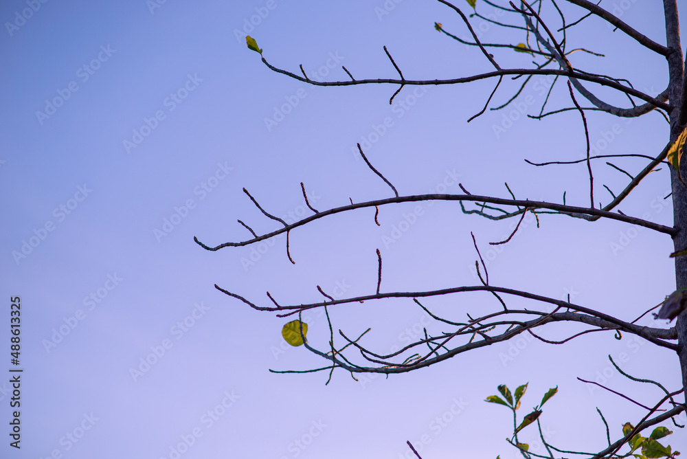Obraz premium Tree with many small branches, no leaves, blue sky background.