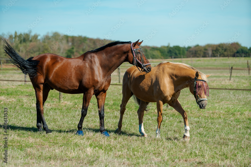 Horses at horse farm. Country summer landscape Horses at horse farm. Country summer landscape
