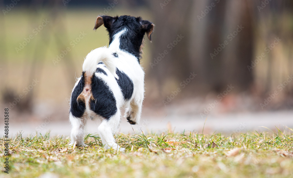 puppy terrier on a walk stands backwards