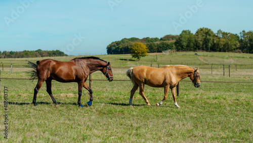 Horses at horse farm. Country summer landscape