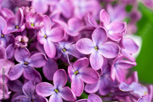 Spring blossom. Blooming lilac bush with tender tiny flower