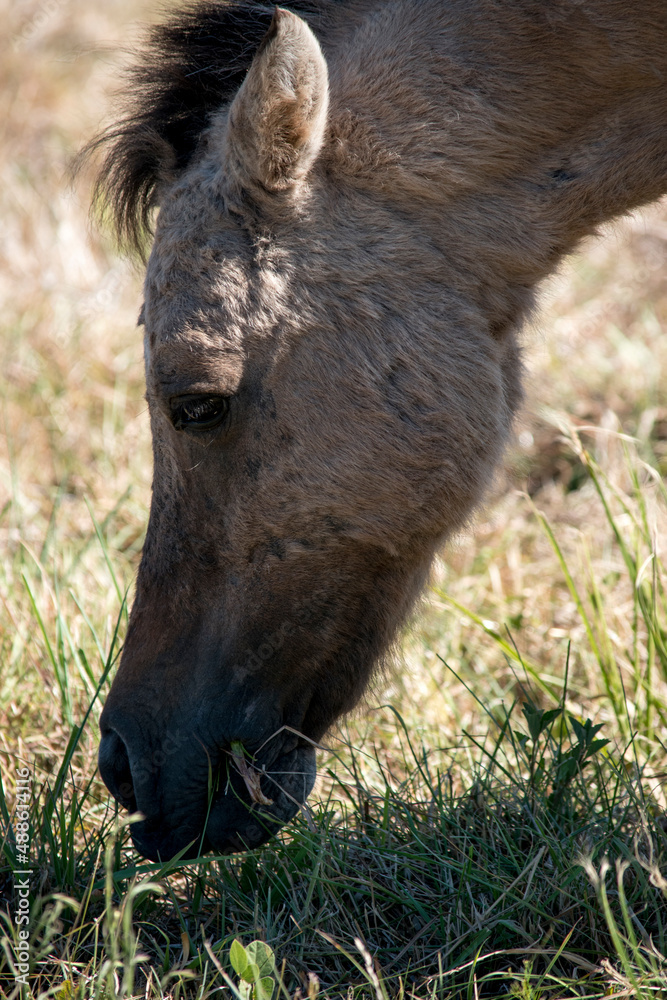 Fototapeta premium pequeño potrillo en el campo