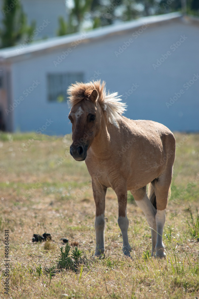 pequeño potrillo en el campo pequeño potrillo en el campo