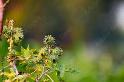 Castor Oil plant, Asia Castor fruits green castor oil image, herbs in India.