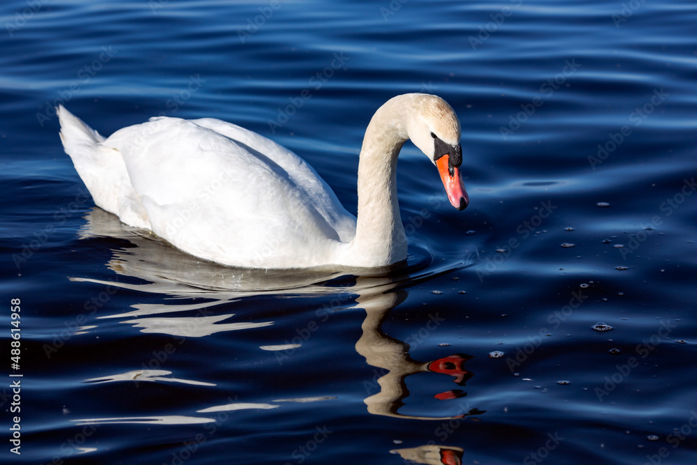 White king swan Cygnus olor searches for food in the waters of the Baltic Sea in Riga, Latvia White king swan Cygnus olor searches for food in the waters of the Baltic Sea in Riga, Latvia