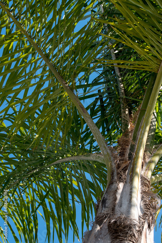 Detalle de las hojas de una palmera