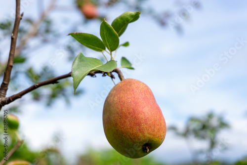 Ripe pears on a branch against a background of green foliage