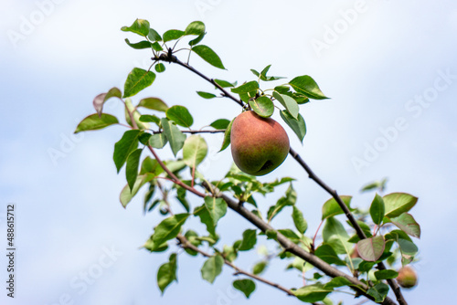 Ripe pears on a branch against the sky