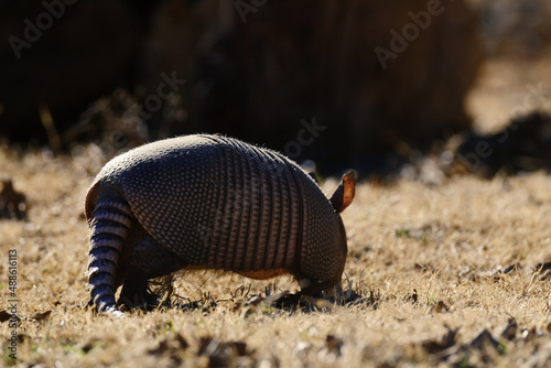 Armadillo in Texas field digging during winter.