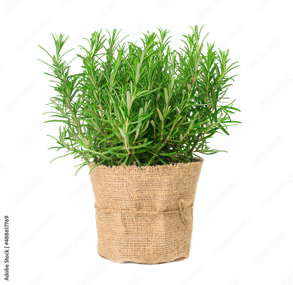 Fototapeta premium Rosemary in a pot isolated on white background.