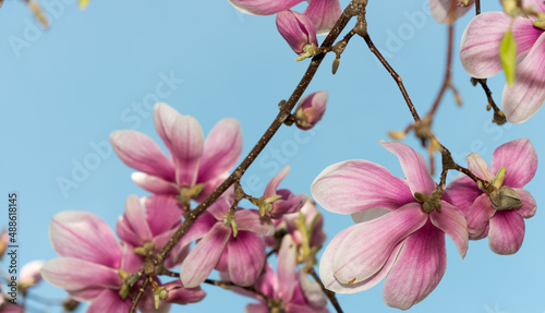 pink magnolia flowers on a pastel blue sky background