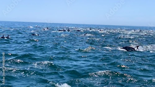 dolphin jumping in the sea