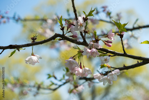 cherry blossoms