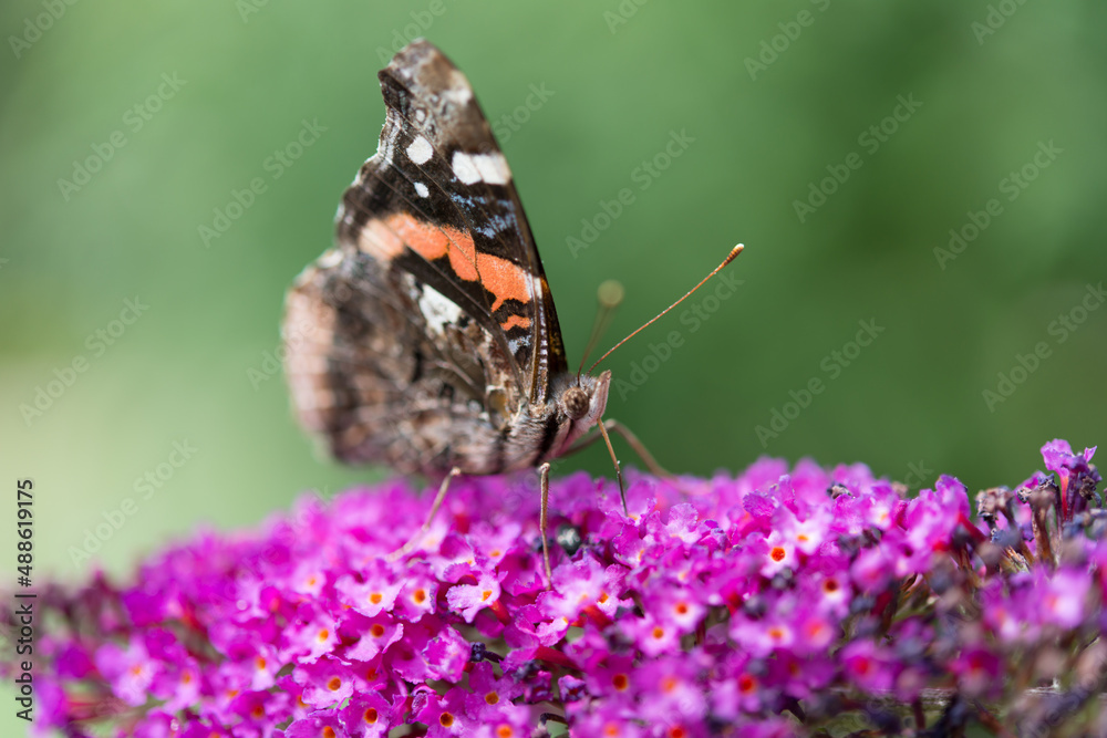 butterfly on flower - profile view butterfly on flower - profile view