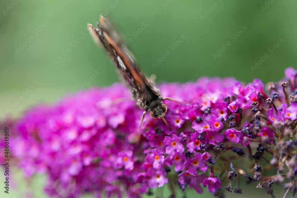 butterfly on pink flower - top down view butterfly on pink flower - top down view