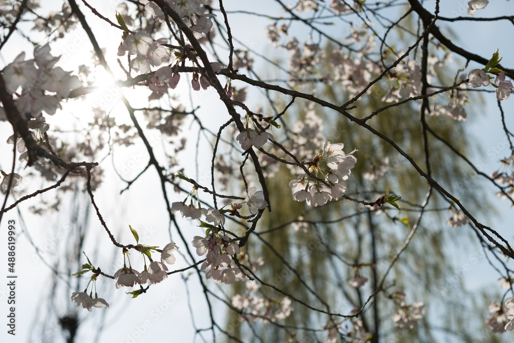 cherry blossoms screen, sunlight burst, and tree