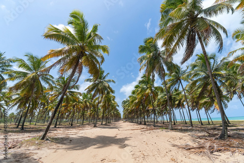 Landscape of a sand path between tall coconut trees of a beautiful beach. Destination scenics at Rota dos Coqueiros on Maracaipe beach  Ipojuca - PE  Brazil  Brazilian northeast coast.