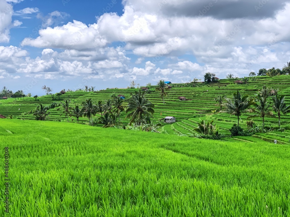 rice terrace