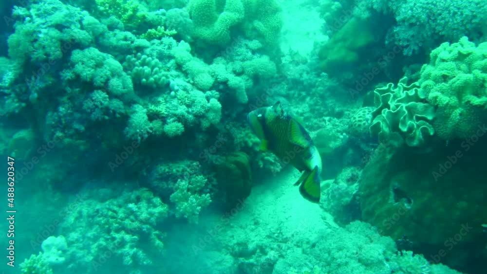 coral reef with triggerfish