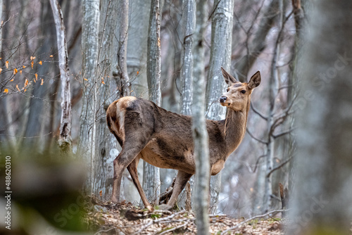 Fototapeta Naklejka Na Ścianę i Meble -  A Red deer hind (Cervus elaphus) in the forest. Bieszczady Mountains, carpathians, Poland.