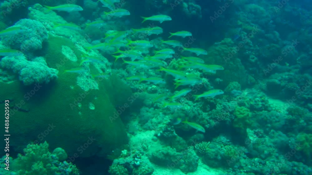 coral reef and fish coral reef and fish