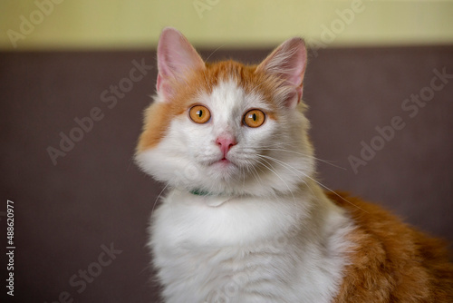 red cat portrait © Dmitry