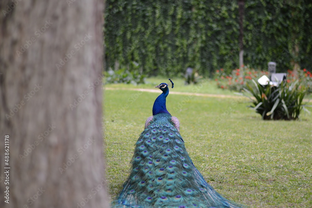 Obraz premium Pavo real azul en el parque.