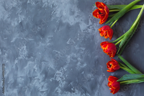 layout of red tulips on a gray background. Spring. Flowers. Celebration. March 8, mother's day, birthday. space, place for text. background