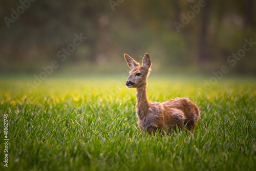 Fototapeta Naklejka Na Ścianę i Meble -  Roe deer standing in field