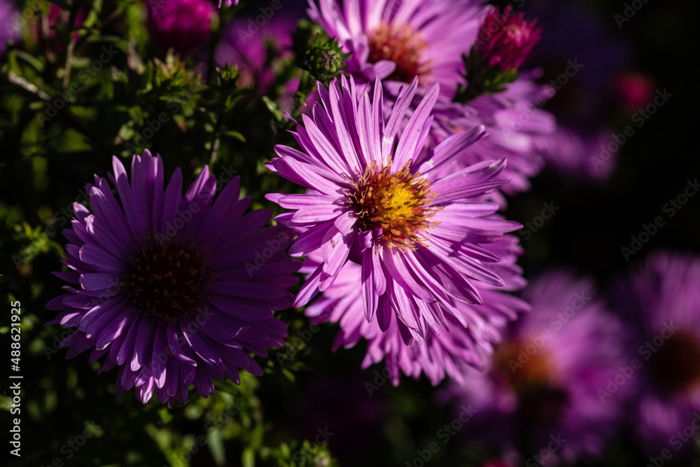 New York Asters (Aster novi-belgii) New York Asters (Aster novi-belgii)