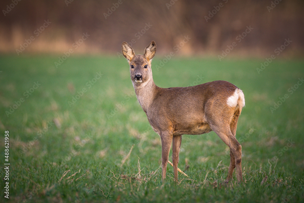 Roe deer standing in field