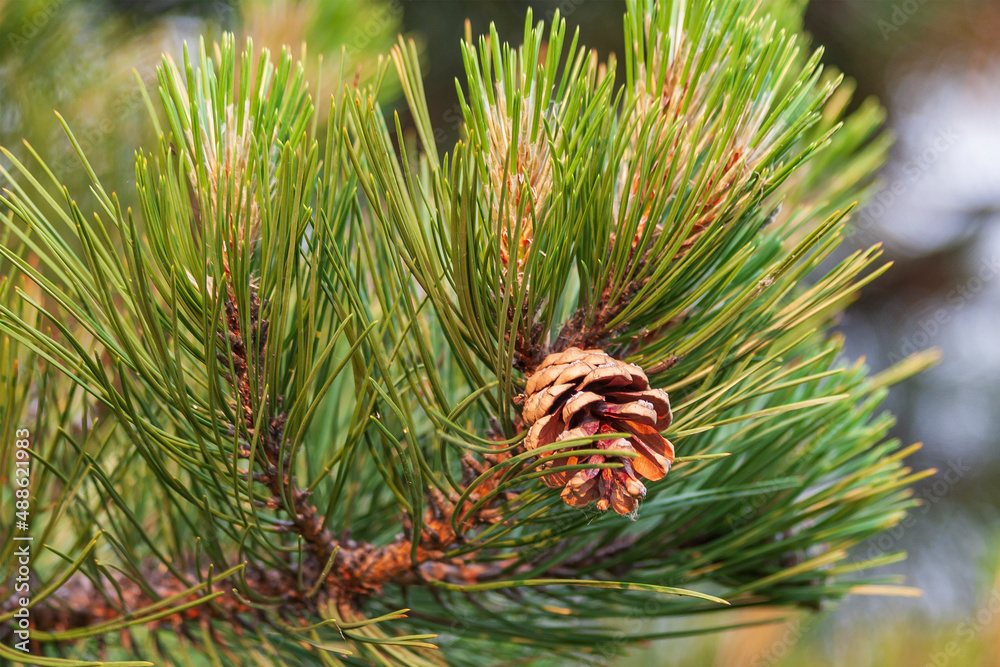 Obraz premium Green evergreen pine tree with pine cone