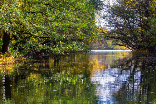 reflection of trees in the water