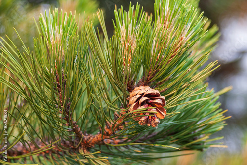 Green evergreen pine tree with pine cone
