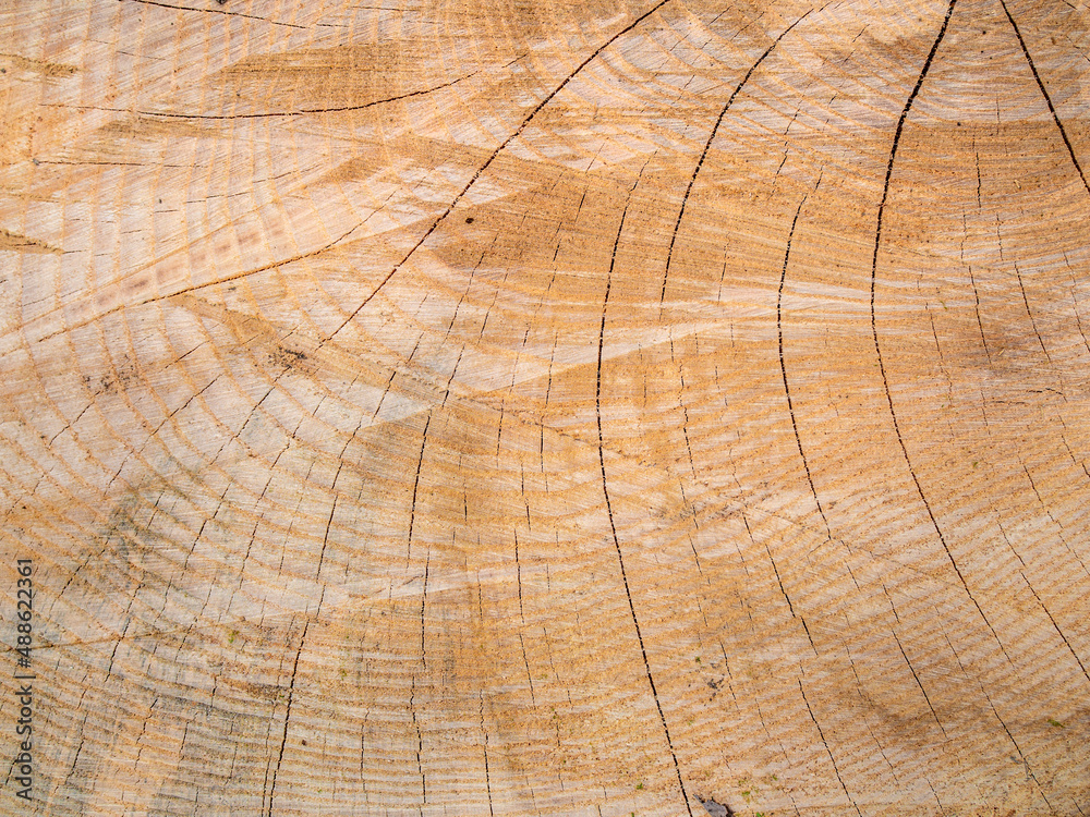 Naklejka premium Still life wooden stump texture background, fresh cut of 100 year wood with saw. Deep cracks
