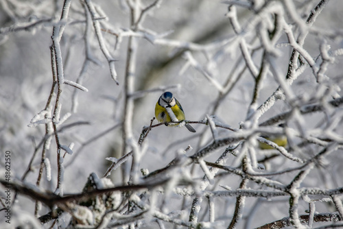 yellow wagtail on a branch in winter