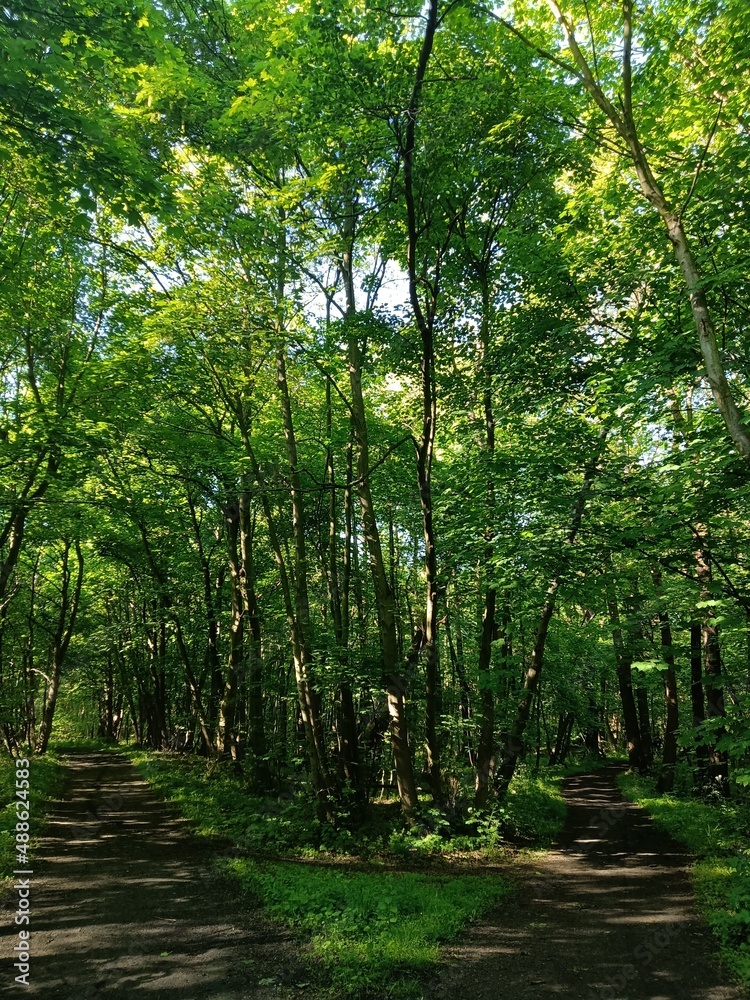 crossroads inside a green beech forest in the summer crossroads inside a green beech forest in the summer