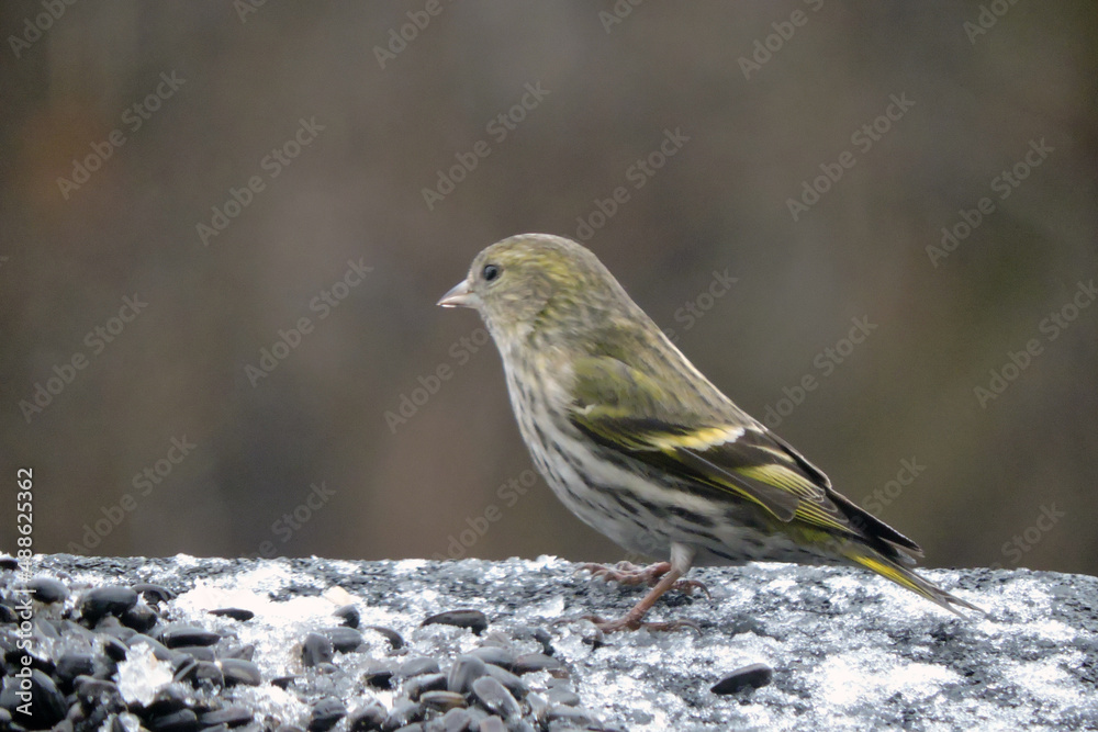 A portrait of a female European siskin sitting in snow, blurred background A portrait of a female European siskin sitting in snow, blurred background