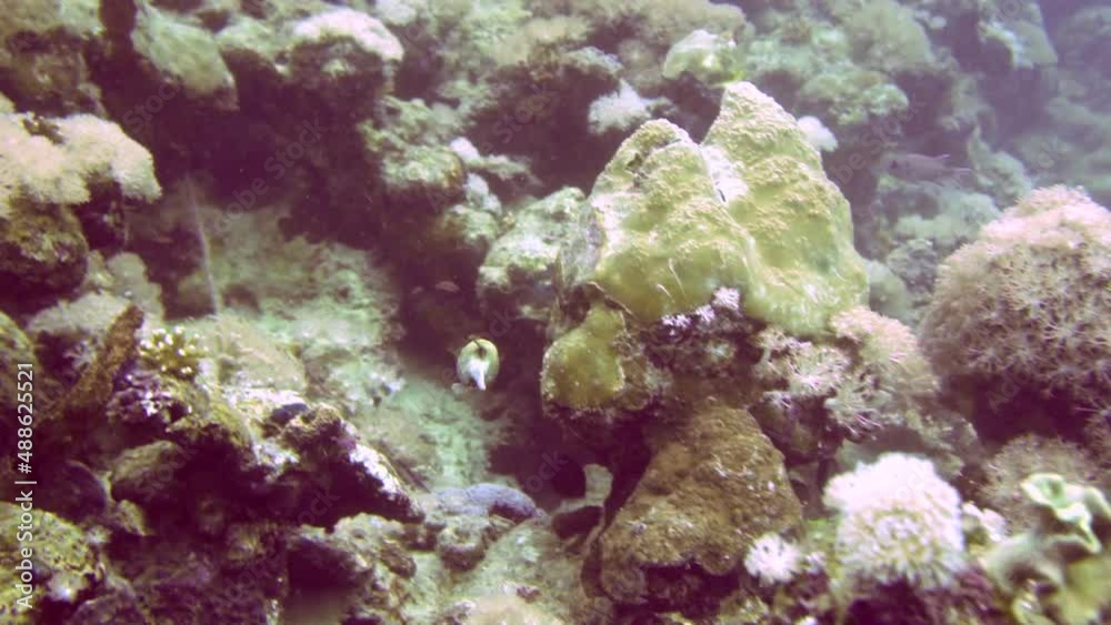 coral reef with fish coral reef with fish