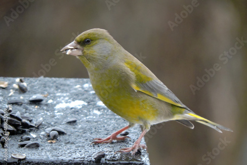 A portrait of a male greenfinch standing on a top of the roof of a wooden bird feeder and eating sunflower seeds, sunny day, blurred background