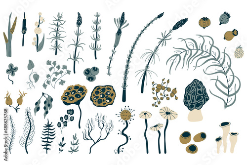 Set of wild meadow, marsh, forest plants, botanical illustration in boho style for decorating weddings and celebrations, designing social networks, postcards and fabrics